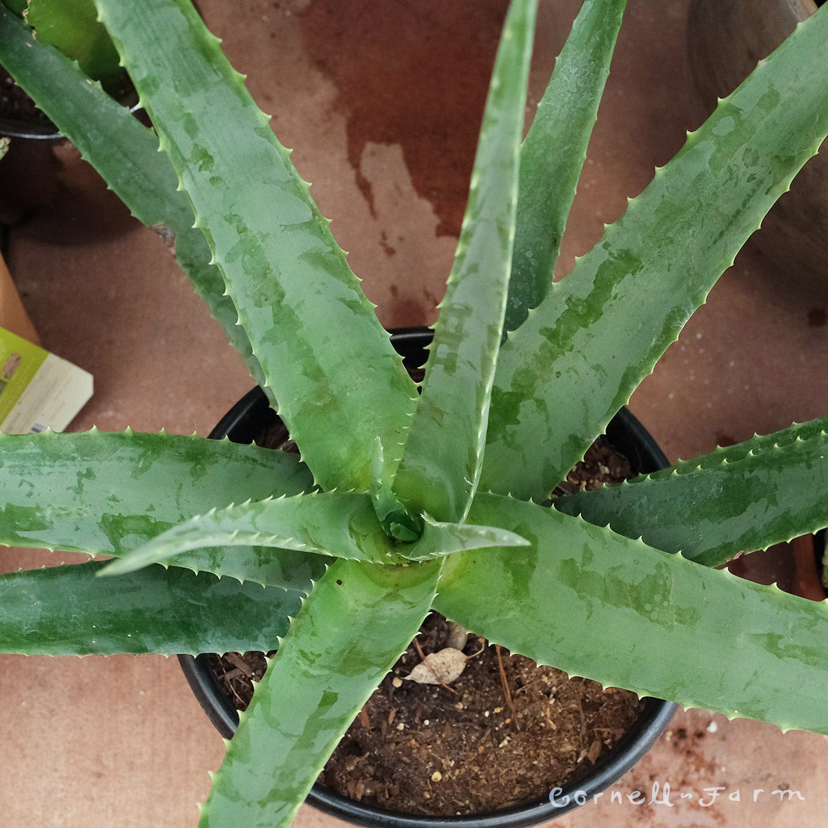 aloe vera hybrid Aloe Vera Hybrid ; JUNGALORE