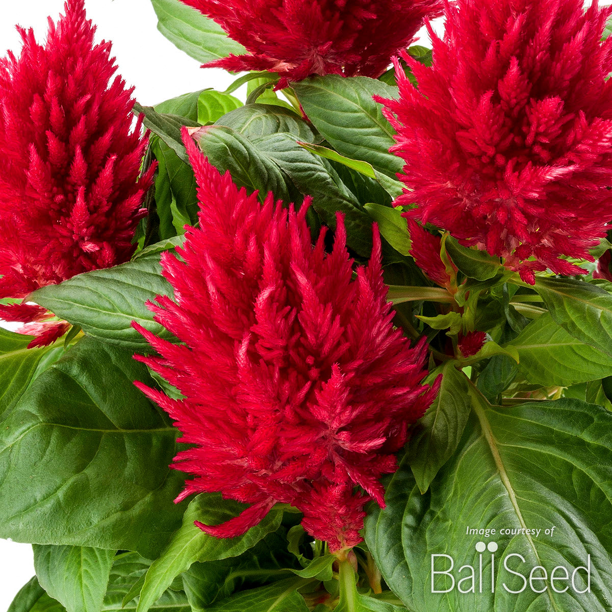 Celosia Kelos Fire Red 4.25in CF – Cornell Farm
