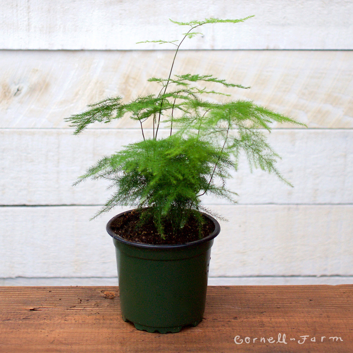 Plumosa Asparagus Fern