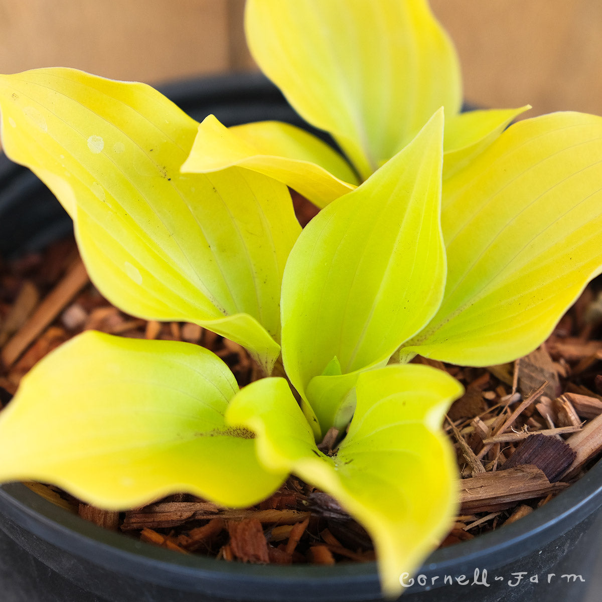 Hosta Fire Island 1gal CF – Cornell Farm