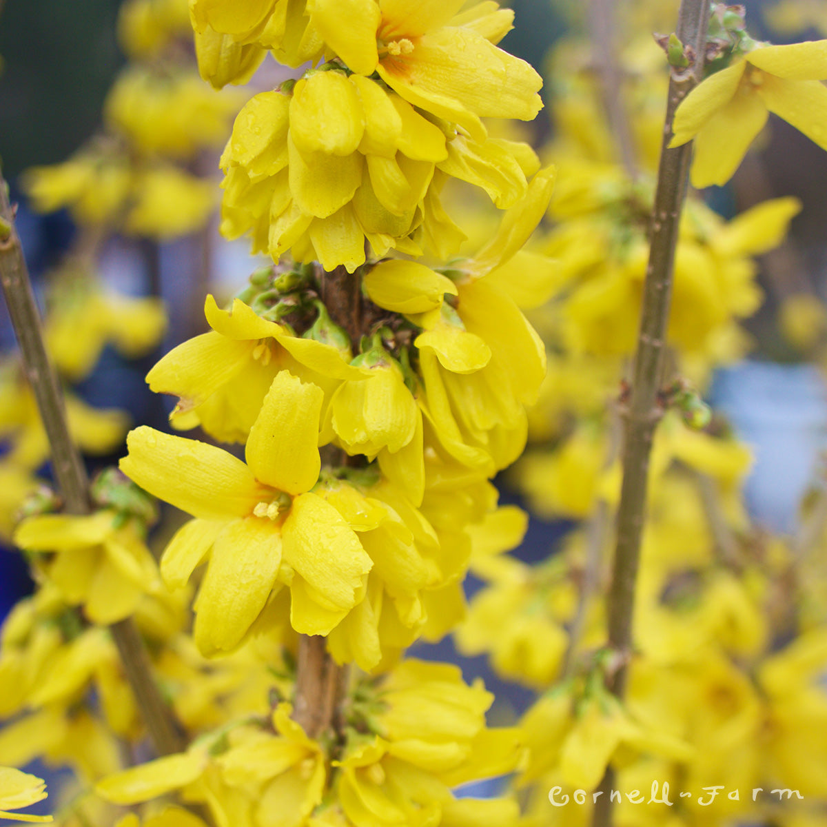アイドル forsythiagoldenbells Forsythia Lynwood Gold-