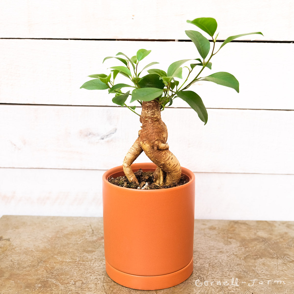 Ficus microcarpa 4in Ginseng Bonsai – Cornell Farm