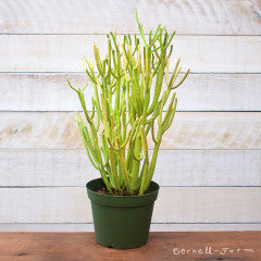 firesticks pencil cactus Euphorbia tirucalli 8in Firesticks Pencil Cactus – Cornell Farm