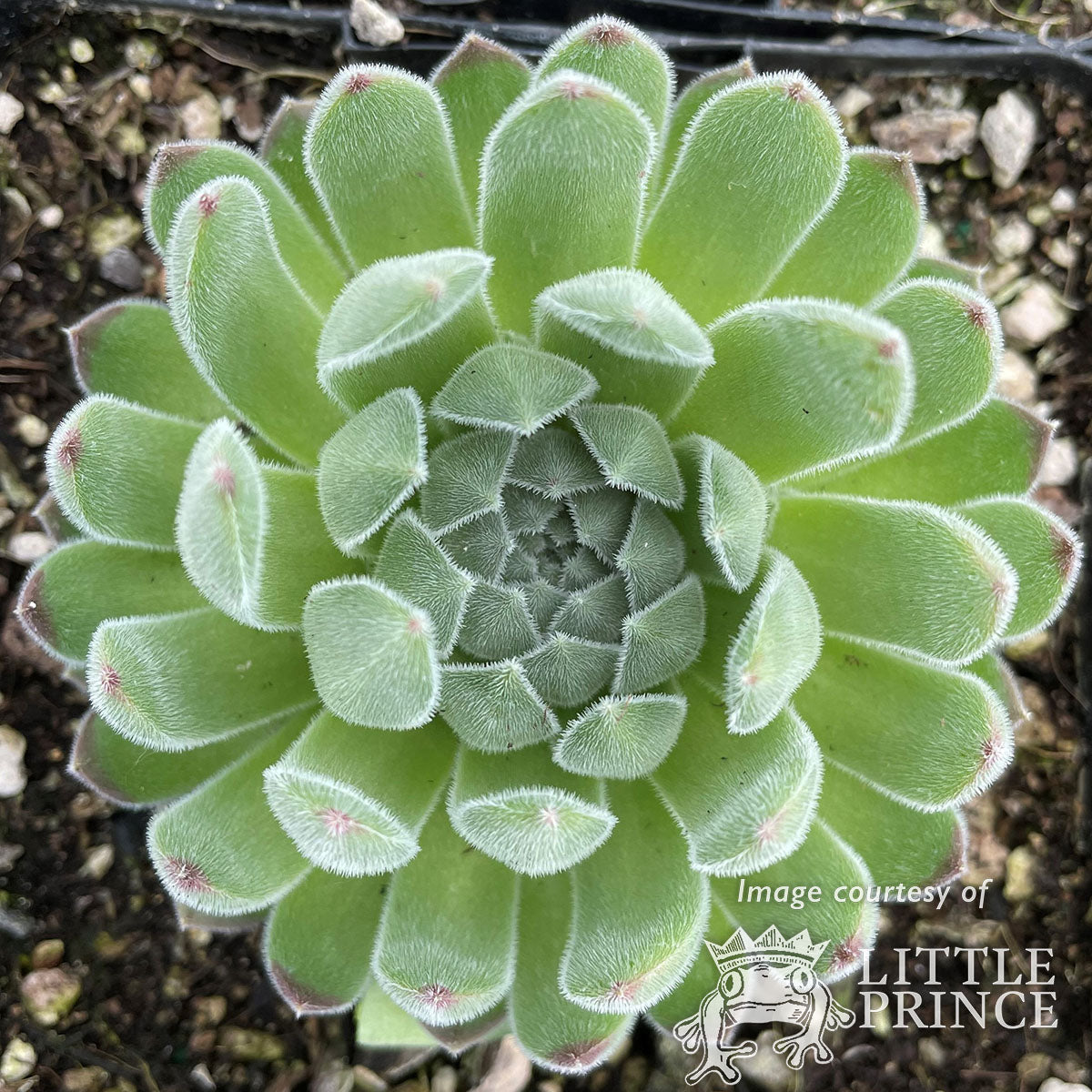 chick charm succulent Sempervivum Sugar Shimmer Qrt Chick Charms Hens & Chicks