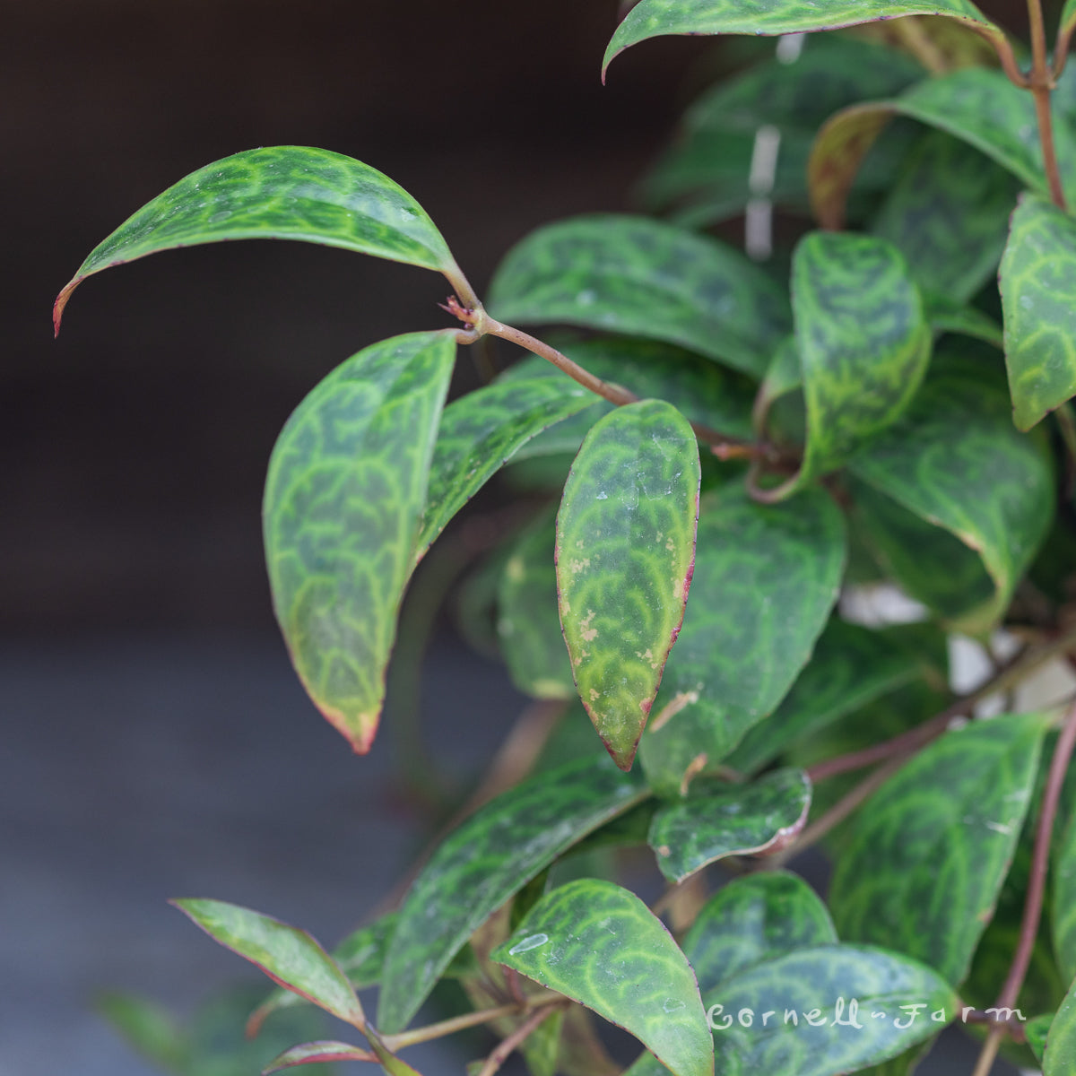 Aeschynanthus longicaulis 6in Black Pagoda Lipstick Plant – Cornell Farm