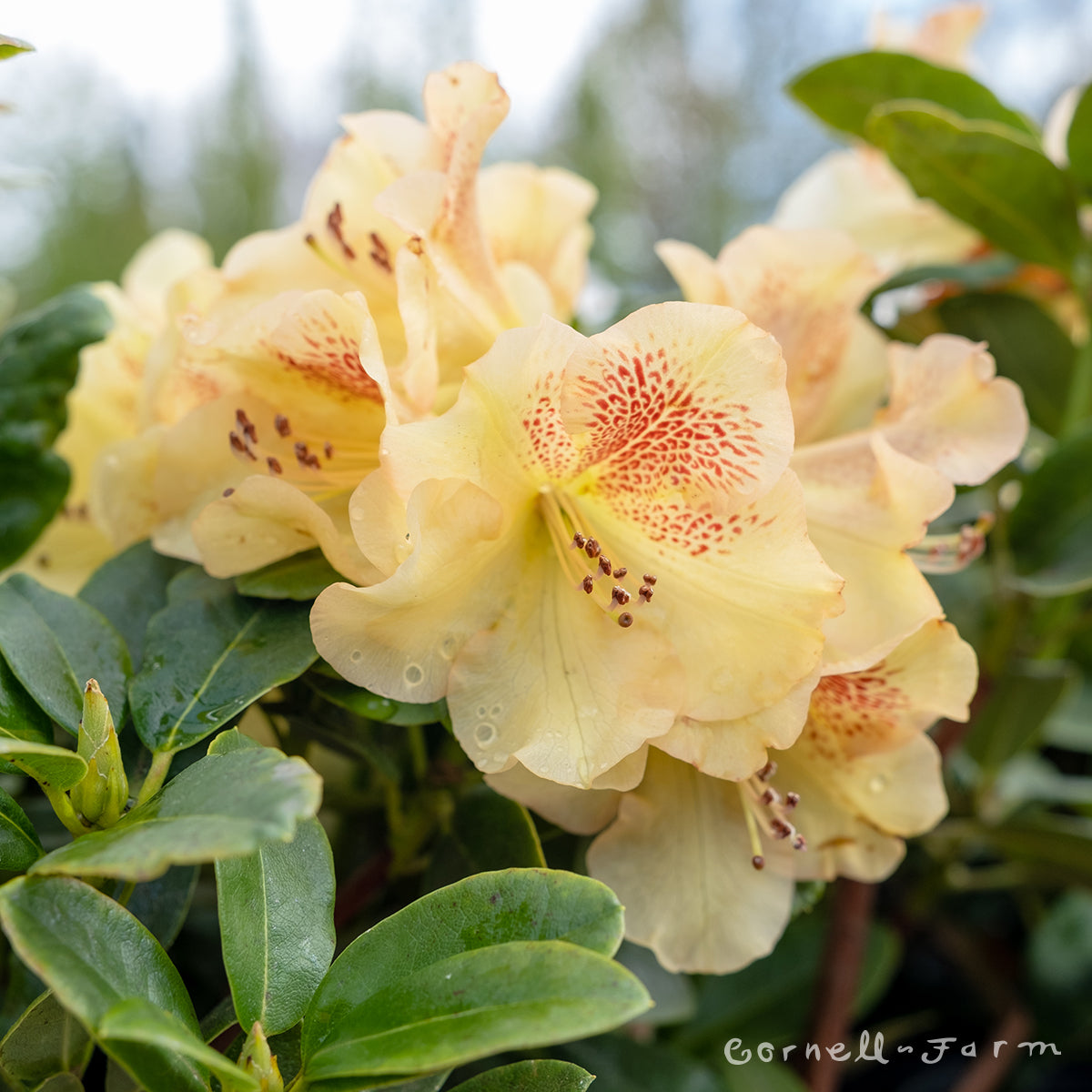 Rhododendron Golden Wit 1gal