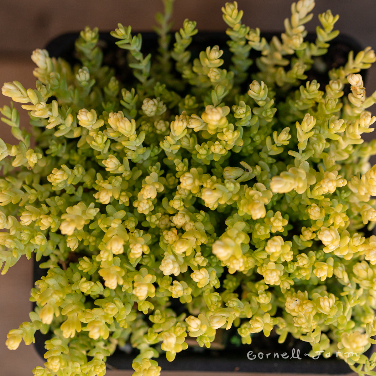 sedum acre succulent Sedum acre Aureum 4in – Cornell Farm