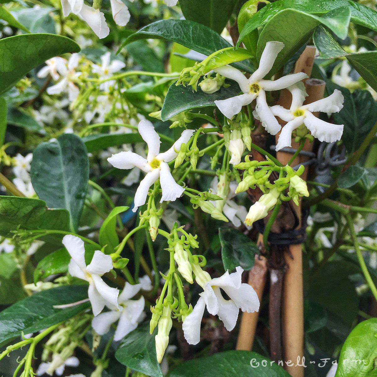Trachelospermum jasminoides 2gal Star Jasmine – Cornell Farm