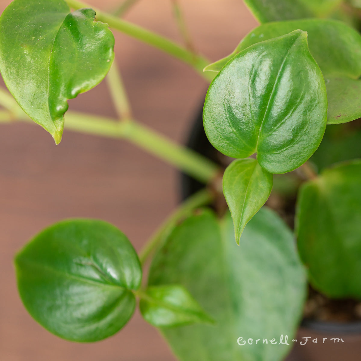 philodendron cupid Peperomia scandens 4in Cupid Peperomia