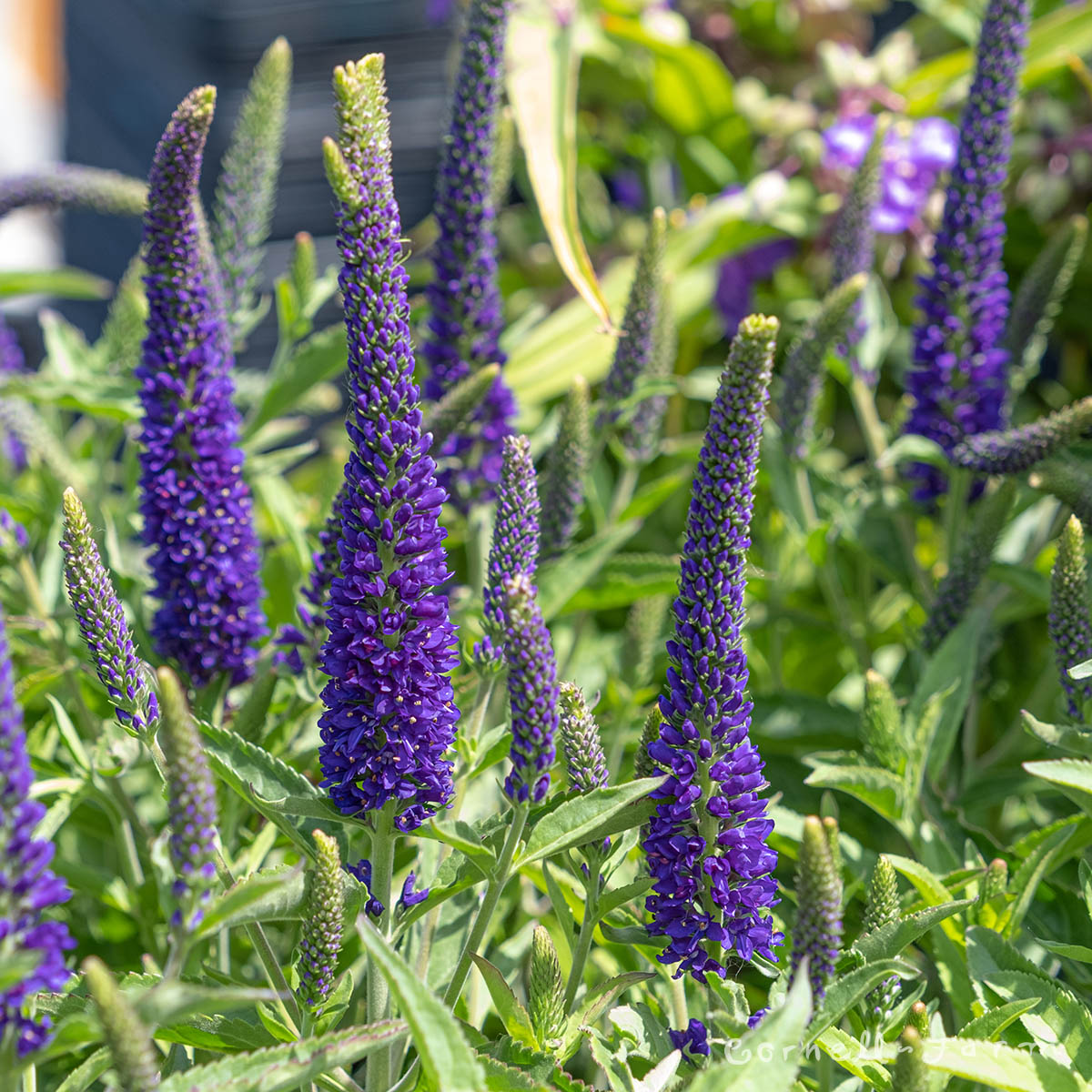 Veronica l. Vernique Dark Blue 1gal CF – Cornell Farm