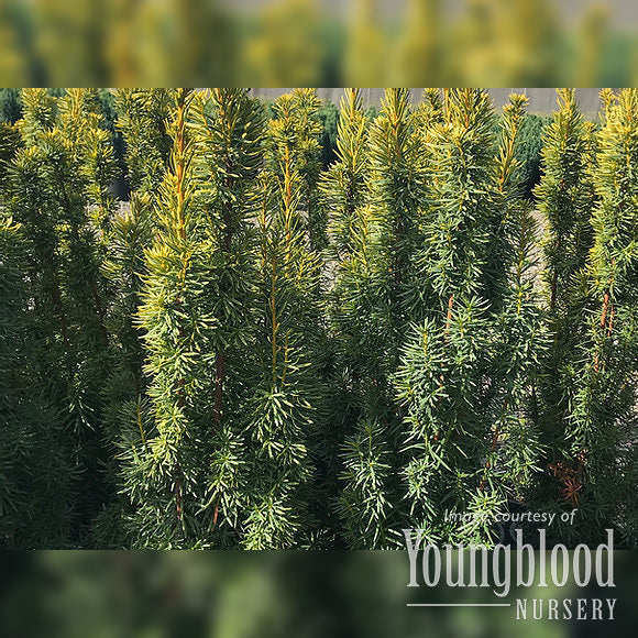Taxus b. David 5gal Yew