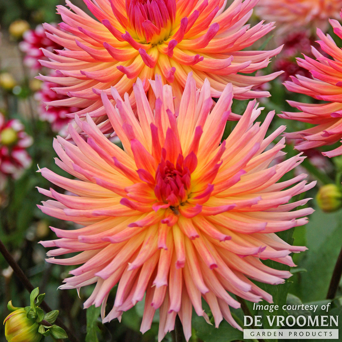 Dahlia Cactus Karma Sangria 1ct – Cornell Farm