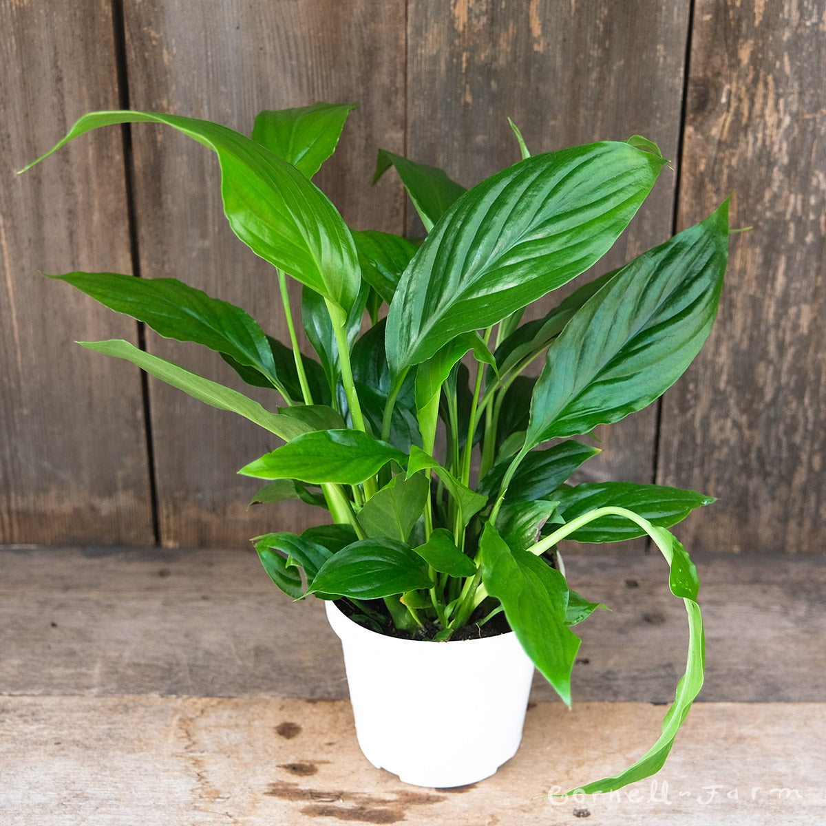 Spathiphyllum 4in Peace Lily – Cornell Farm