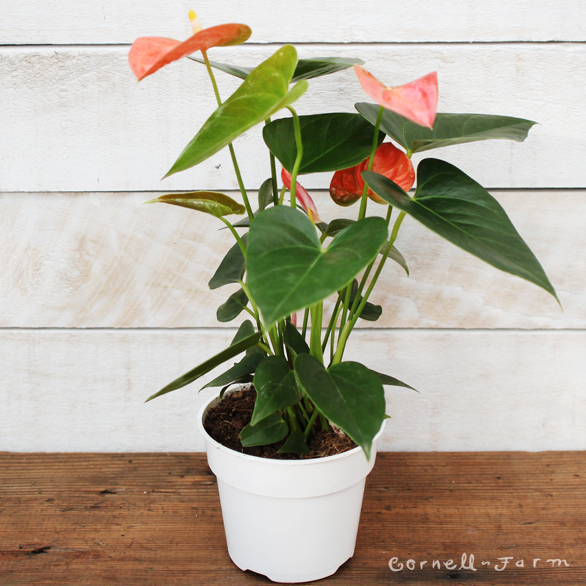 Anthurium andraeanum 6in Assorted Flowering – Cornell Farm