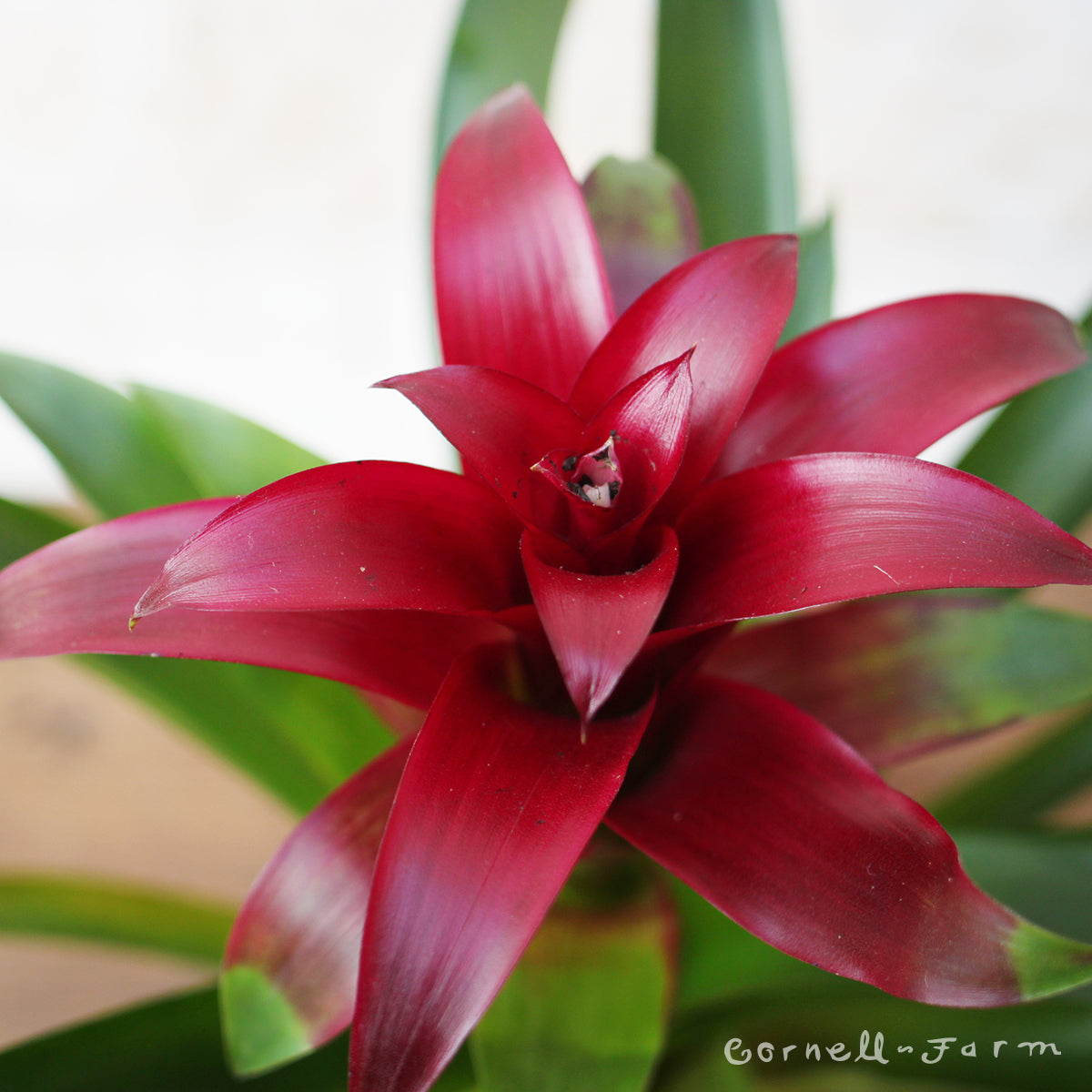 Guzmania Bromeliad 6in Assorted Colors