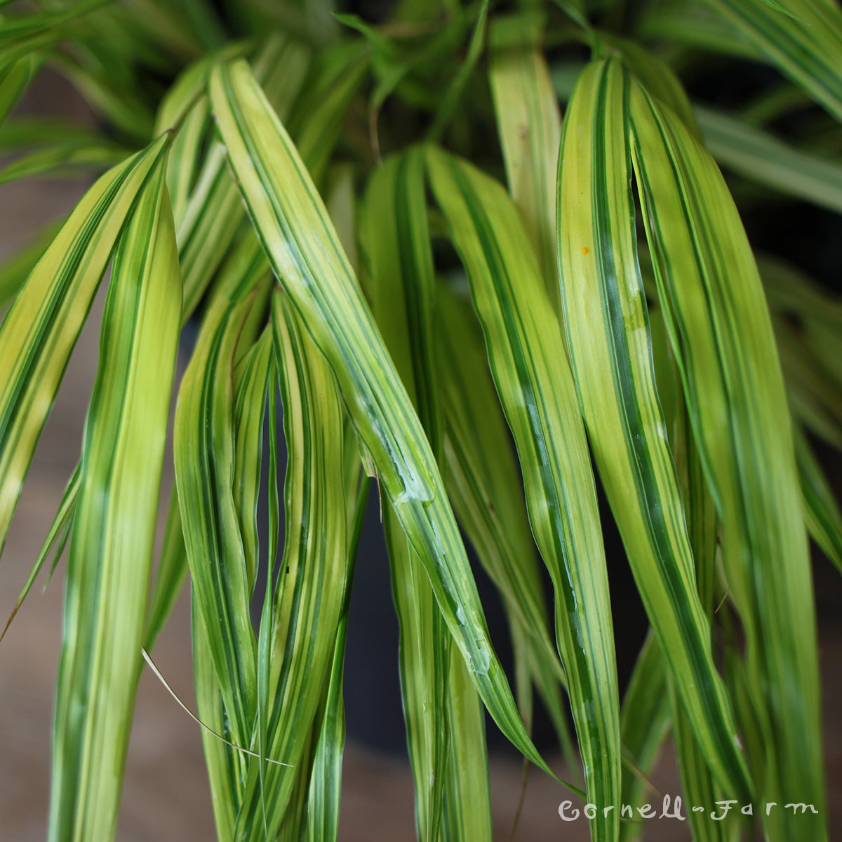 Hakonechloa macra Aureola 1gal Japanese Forest Grass – Cornell Farm