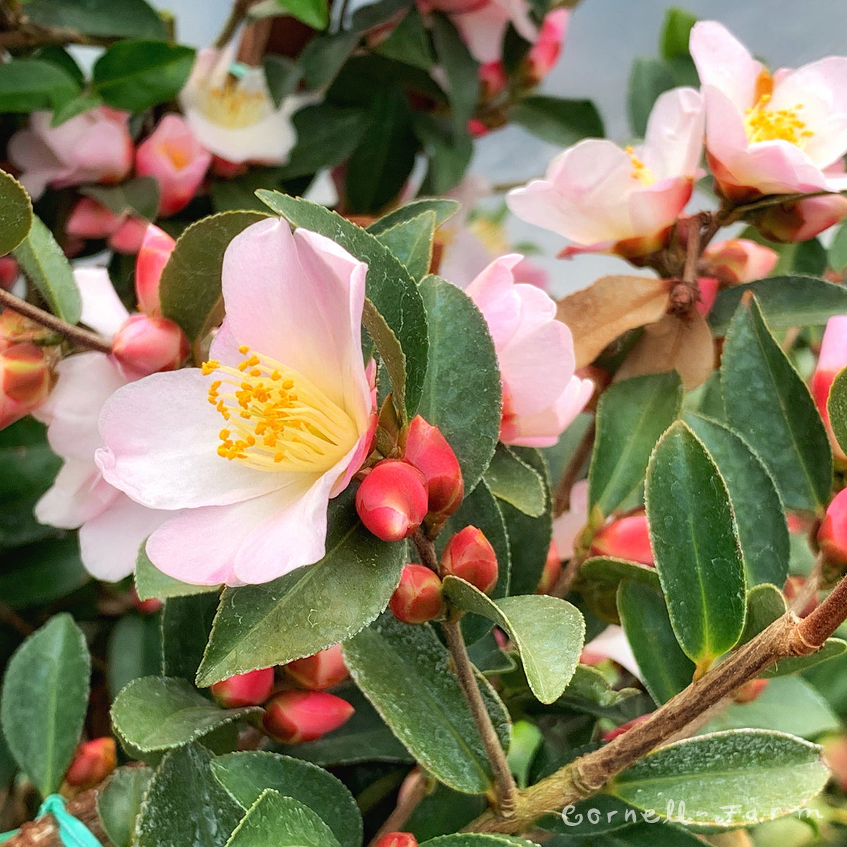 Camellia x Fairy Blush 5gal ESP – Cornell Farm