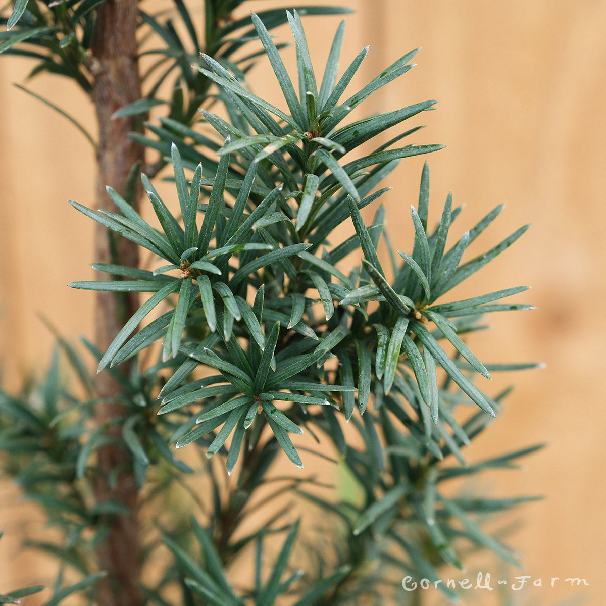 Taxus b. Fastigiata 30-36" Irish Yew