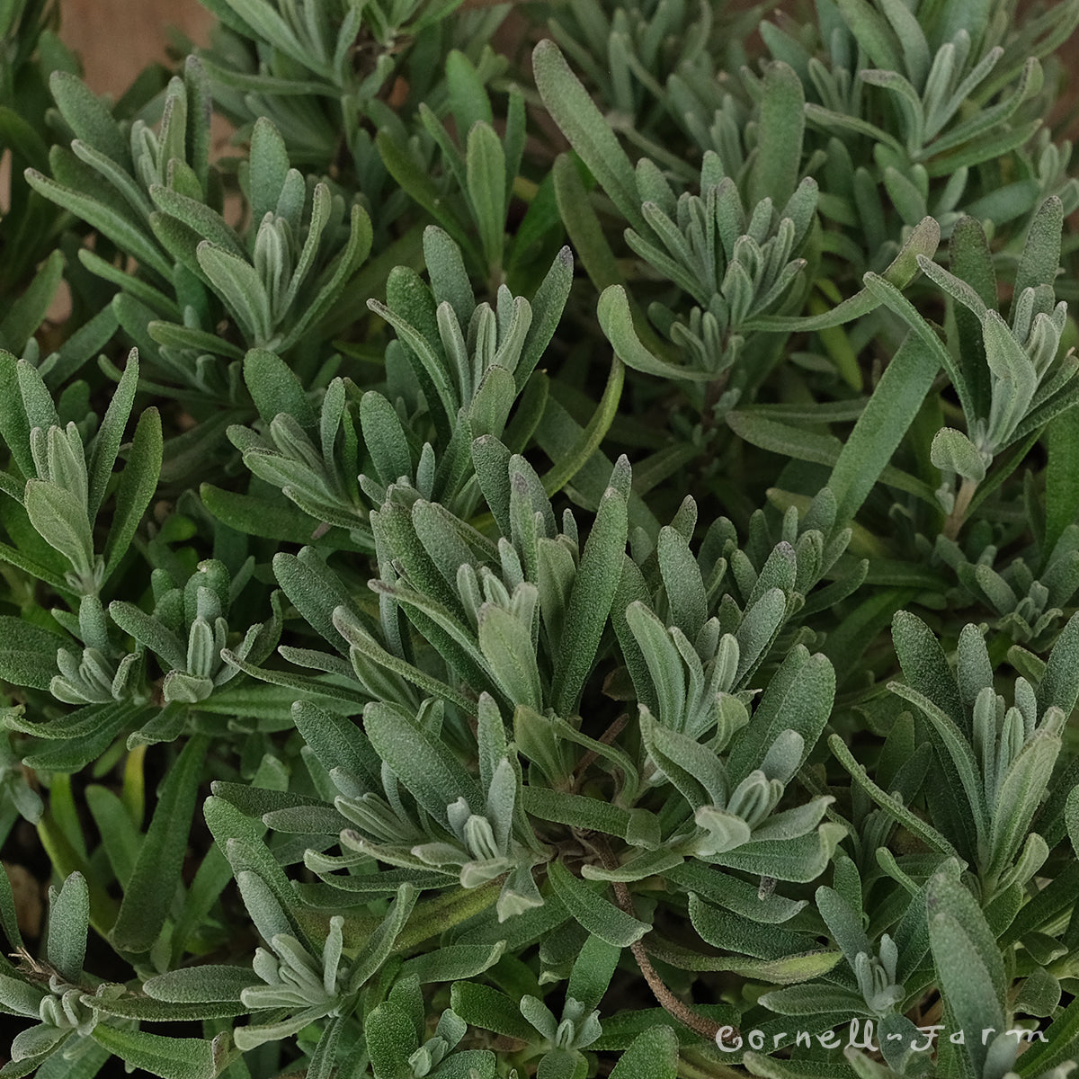 true lavender plant Lavandula x a. Bowles 1gal English Lavender