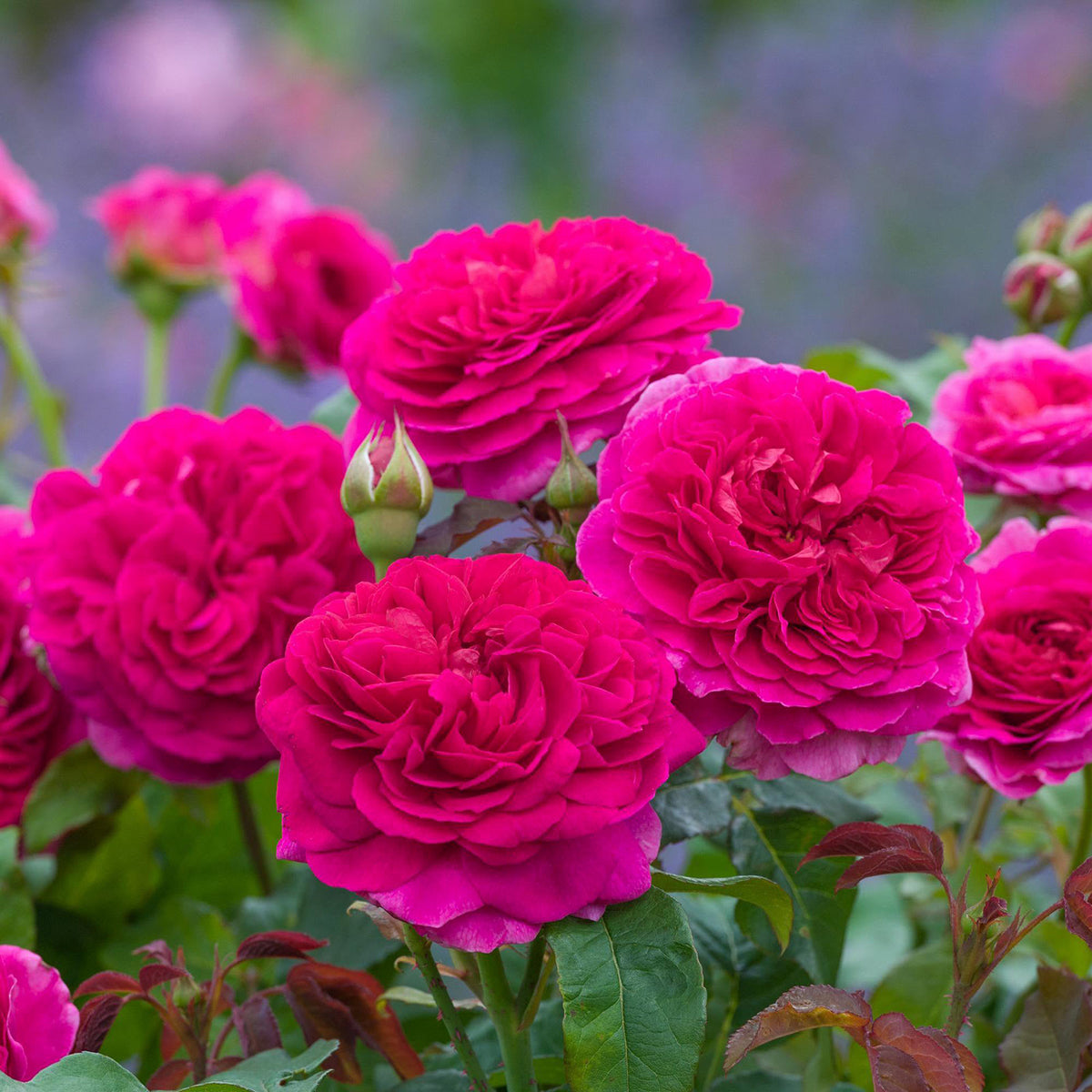 Rose Gabriel Oak 5gal David Austin – Cornell Farm