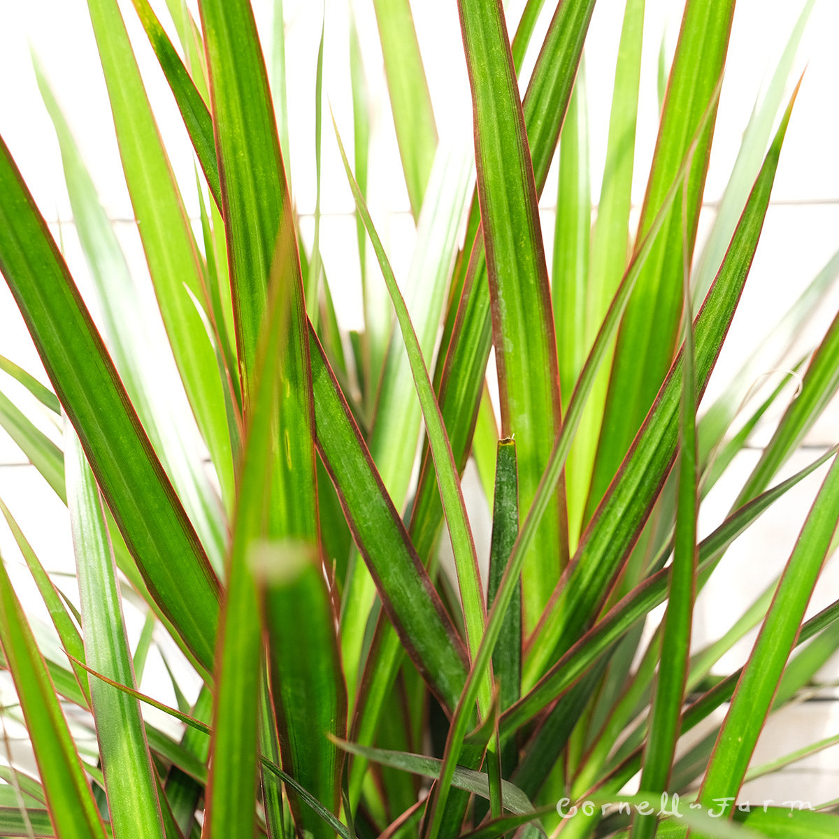 Dracaena 9in Marginata Cane C/B – Cornell Farm