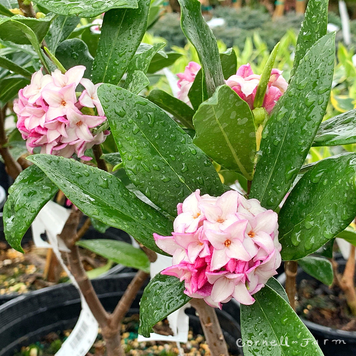 Daphne o Zuiko Nishiki 2gal Winter Daphne – Cornell Farm