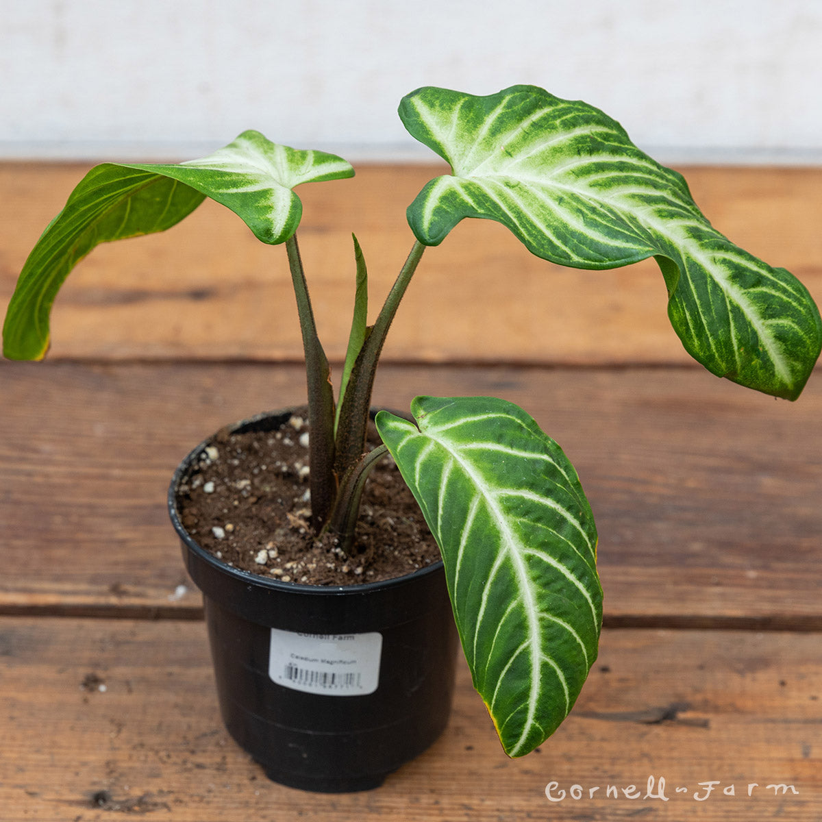 Xanthosoma lindenii 4in Caladium Magnificum
