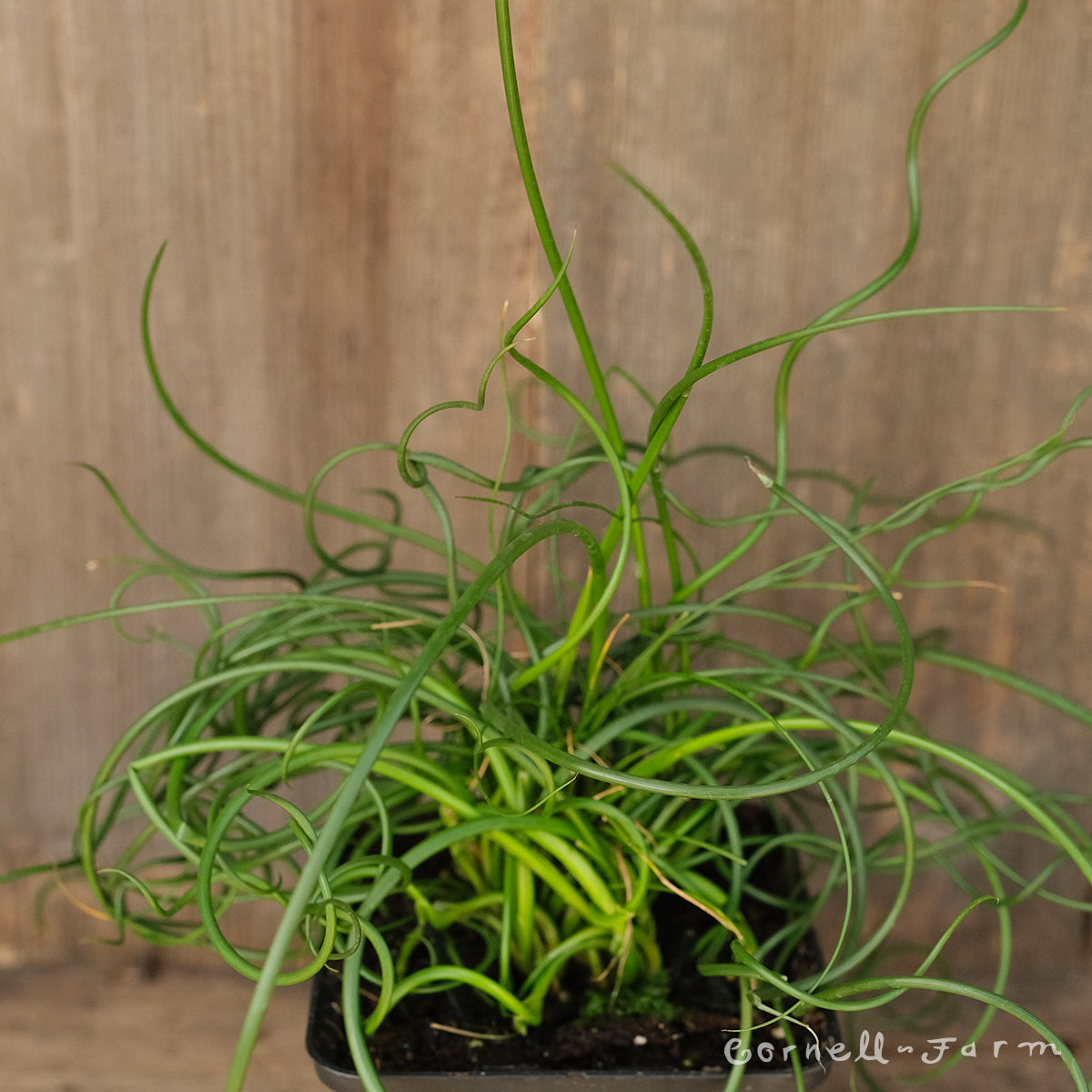 spiral grass succulent Juncus effusus Spiralis 4in