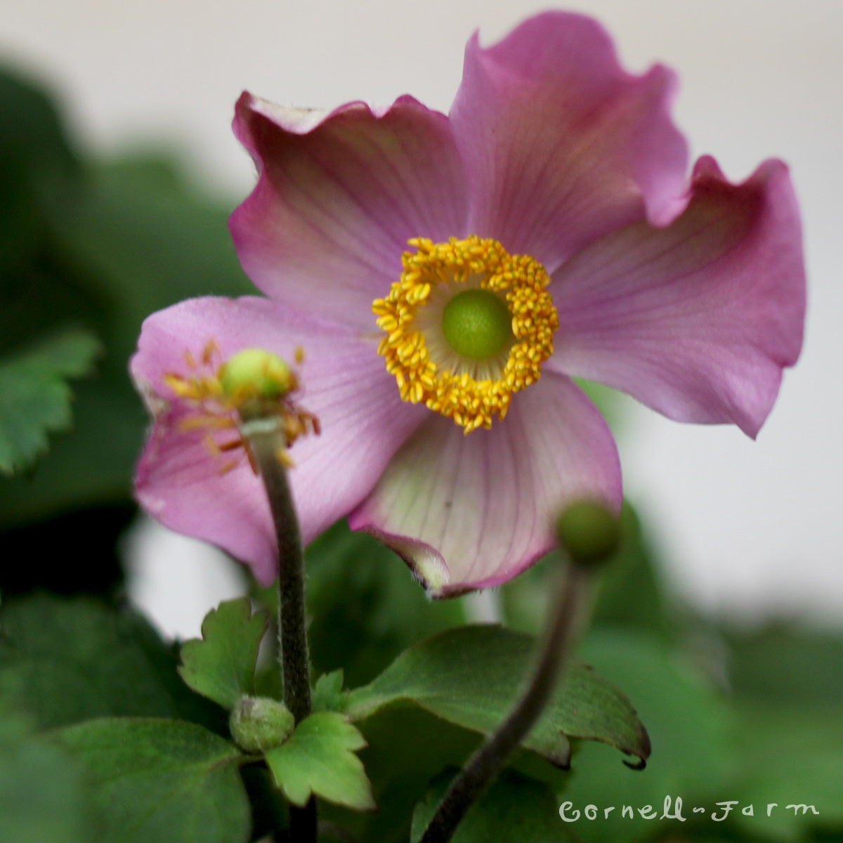 Anemone Lucky Charm 1gal – Cornell Farm