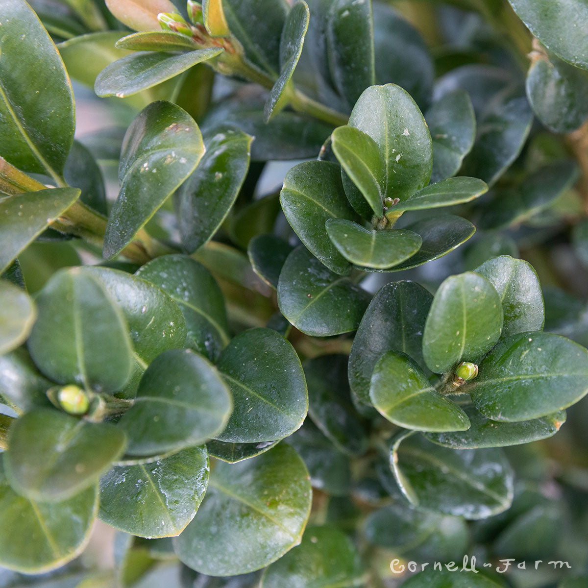 Buxus semp. Rotundifolia 5gal Boxwood – Cornell Farm