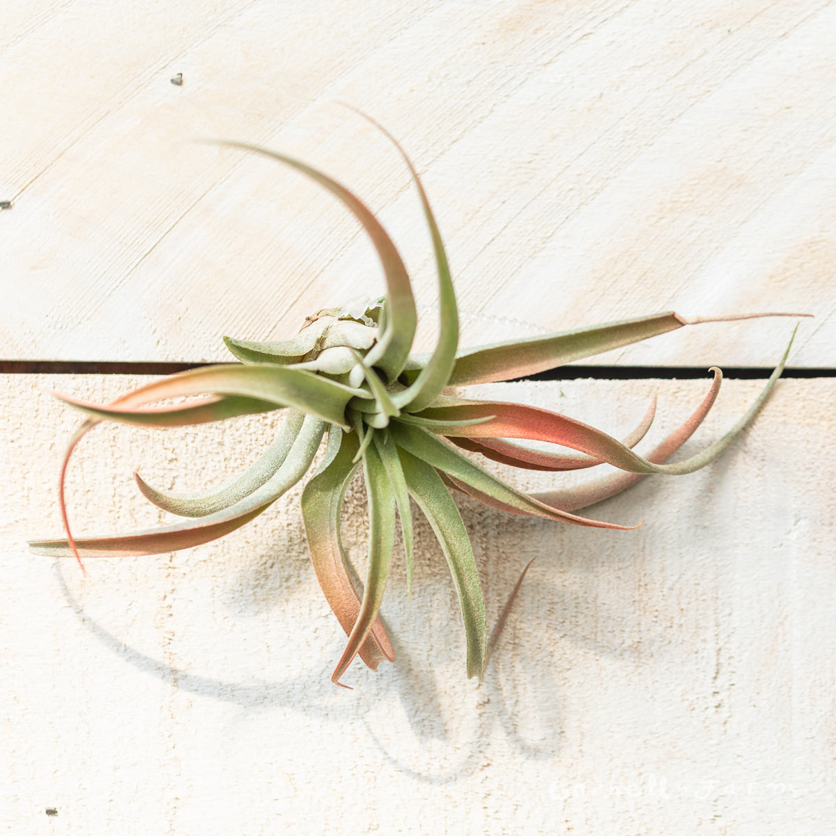 Tillandsia Capitata 3-4in Peach – Cornell Farm