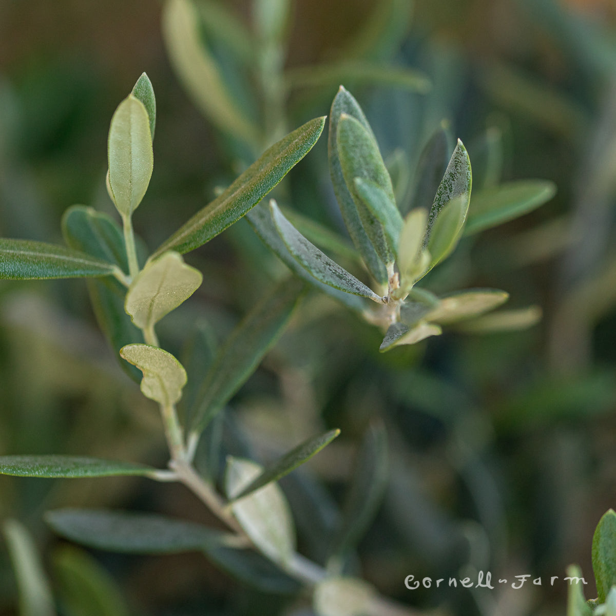 Olea Little Ollie 5gal Ornamental Olive – Cornell Farm