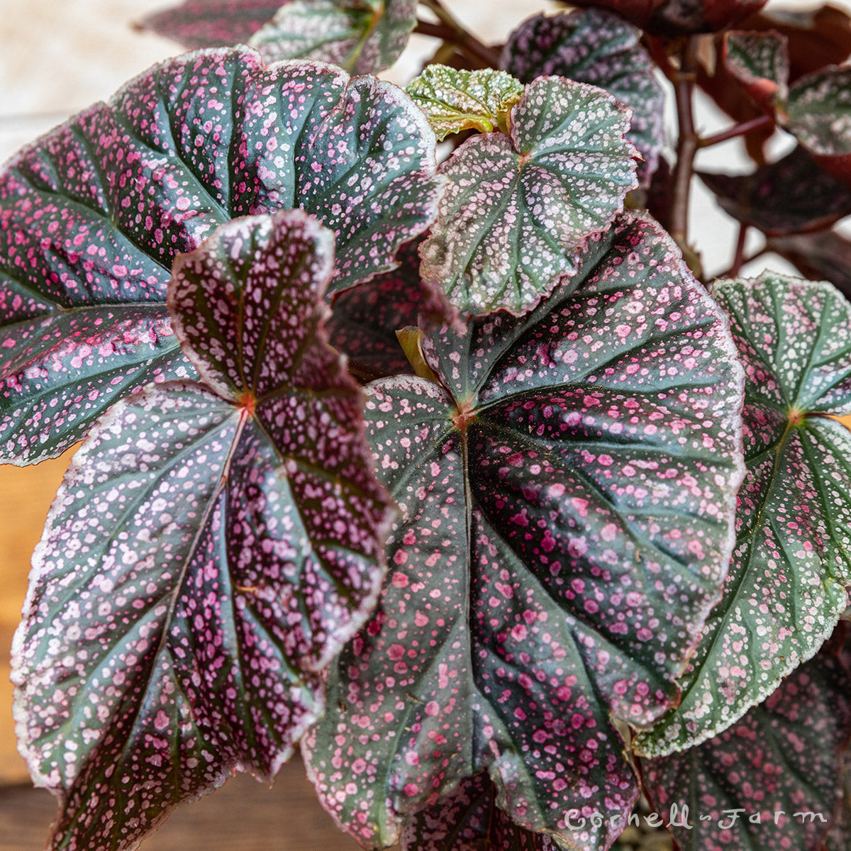 Begonia 6in Pink Mink – Cornell Farm