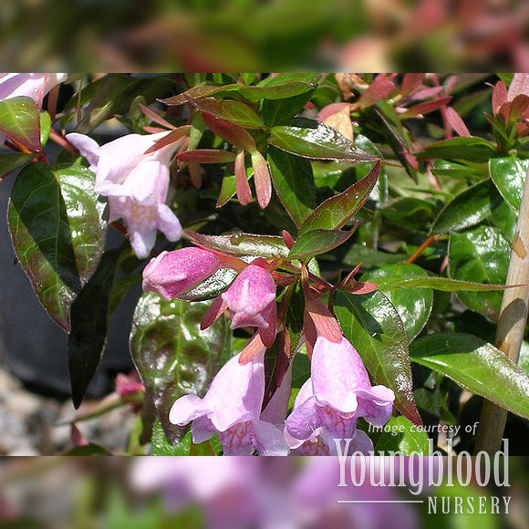 Abelia g. Edward Goucher 2gal