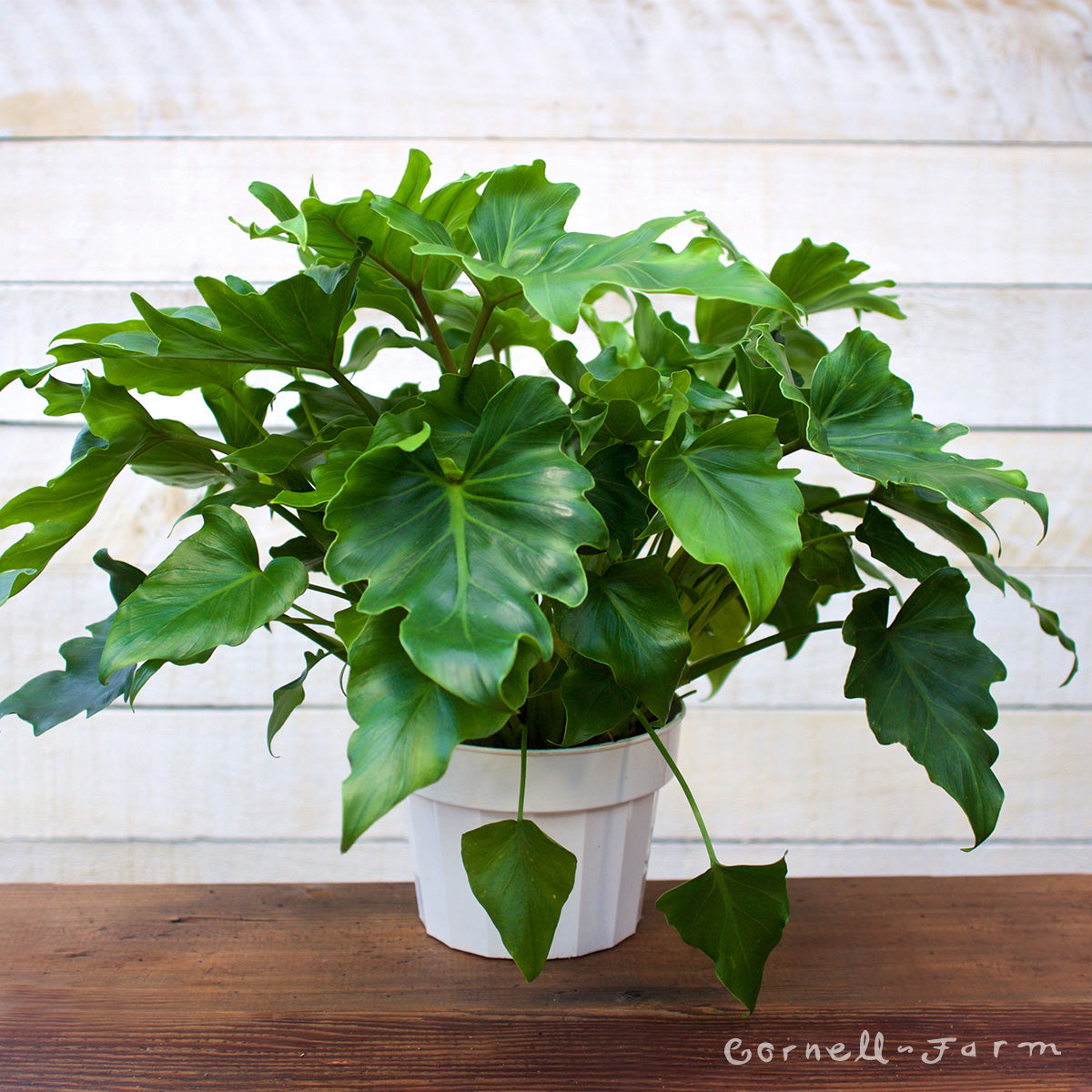 philodendron little hope vs selloum Philodendron 6in Little Hope