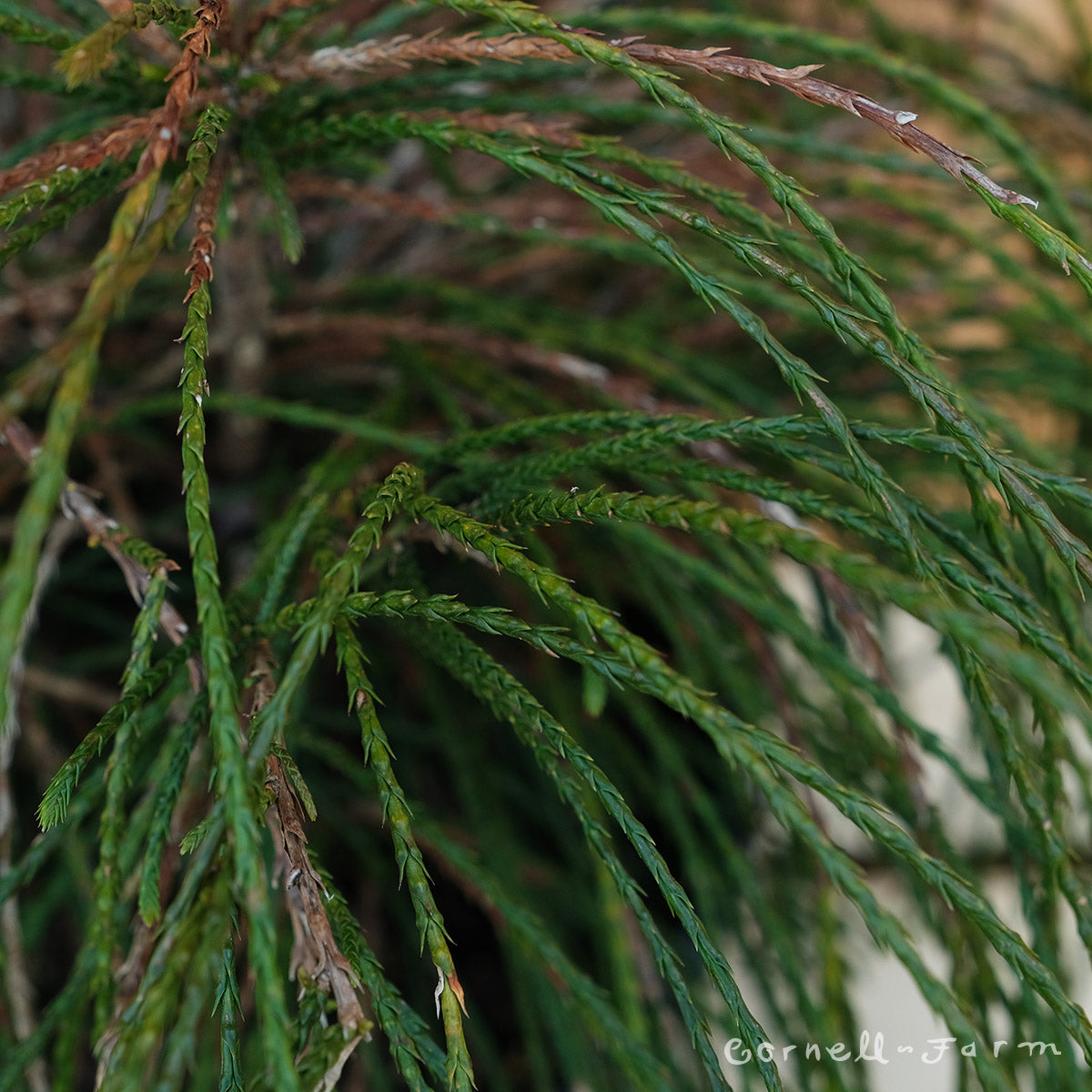 Thuja plicata Whipcord 3gal Western Red Cedar – Cornell Farm