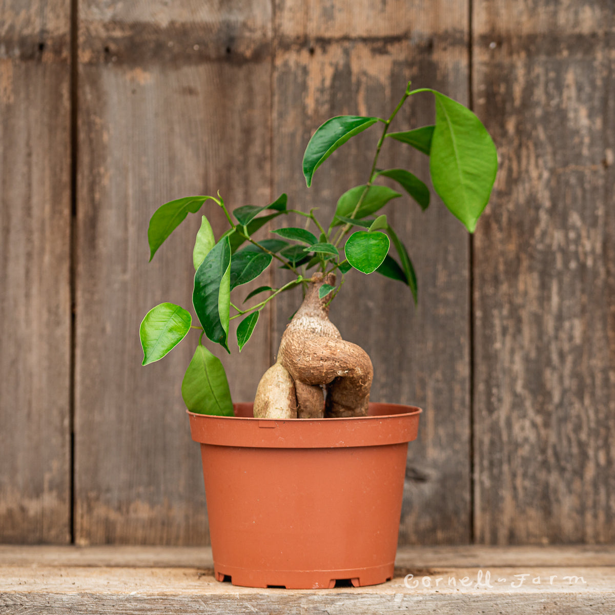 Ficus microcarpa 8in Ginseng