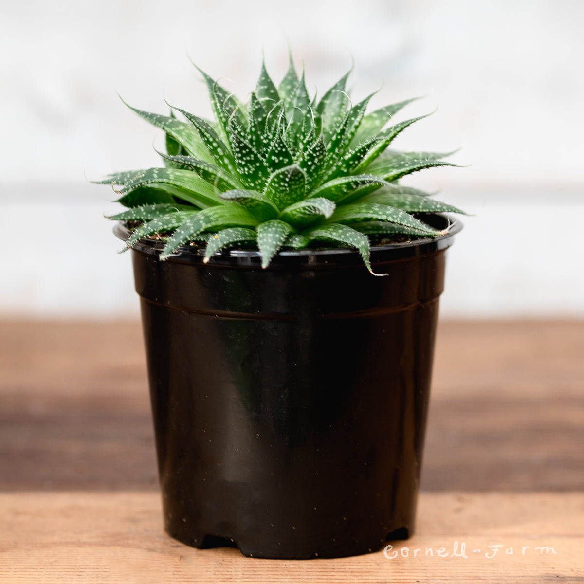 Haworthia aristata 4in