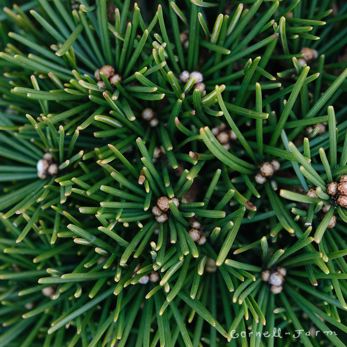 Sciadopitys v. Picola 3gal Japanese Umbrella Pine