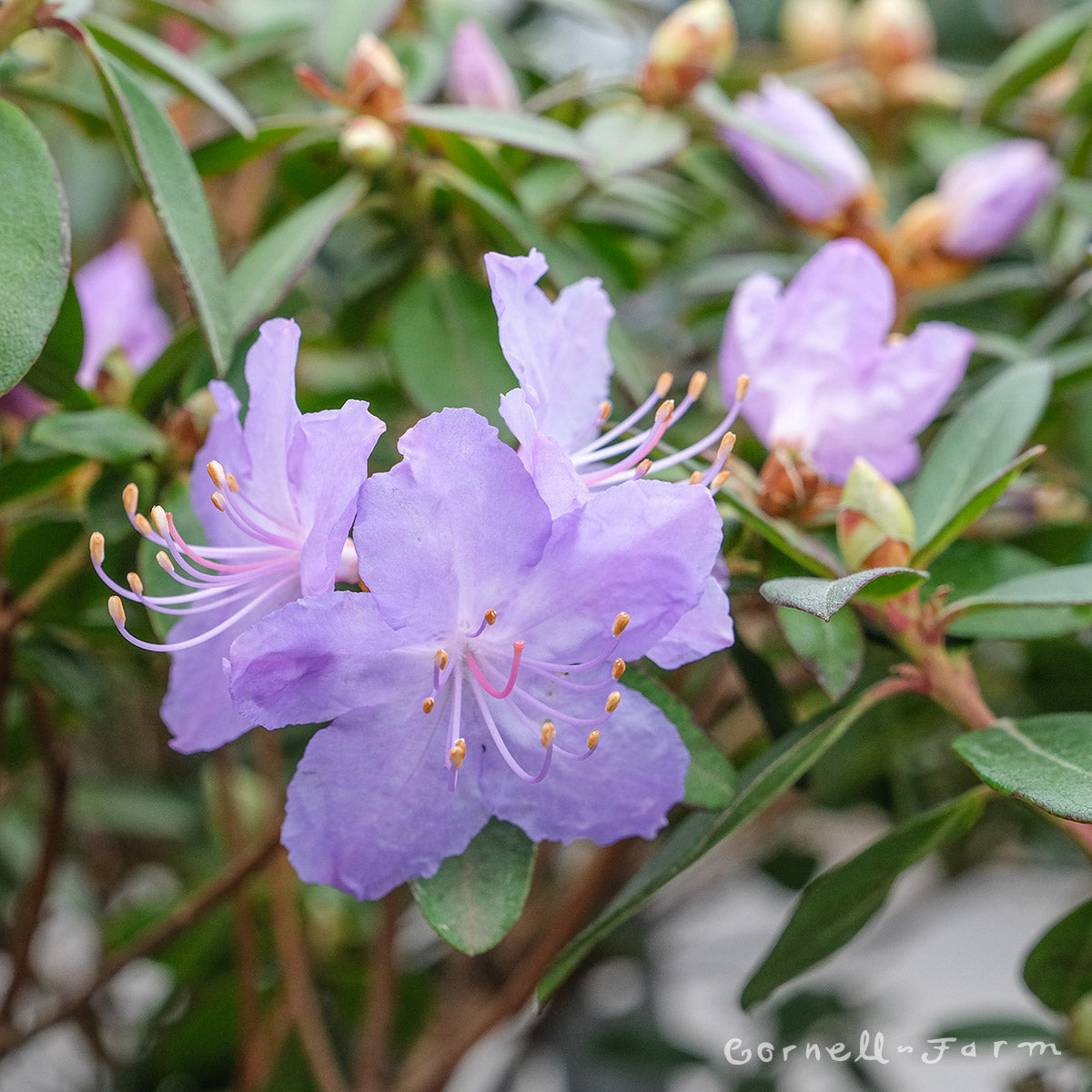 Rhododendron Crater Lake 3gal – Cornell Farm