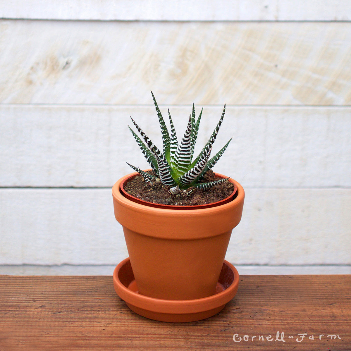 is a zebra plant a succulent Haworthia zebrina 4in Zebra