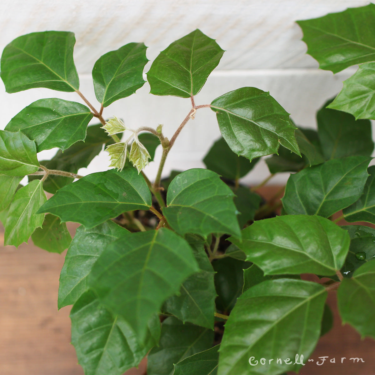 grape ivy indoor plant Cissus rhombifolia 4in Grape Ivy