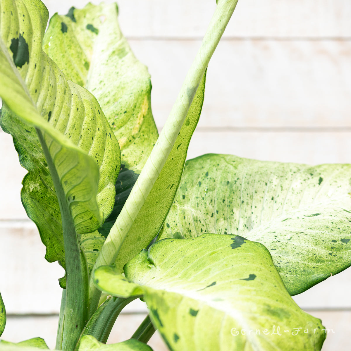 Dieffenbachia 10in Camouflage – Cornell Farm