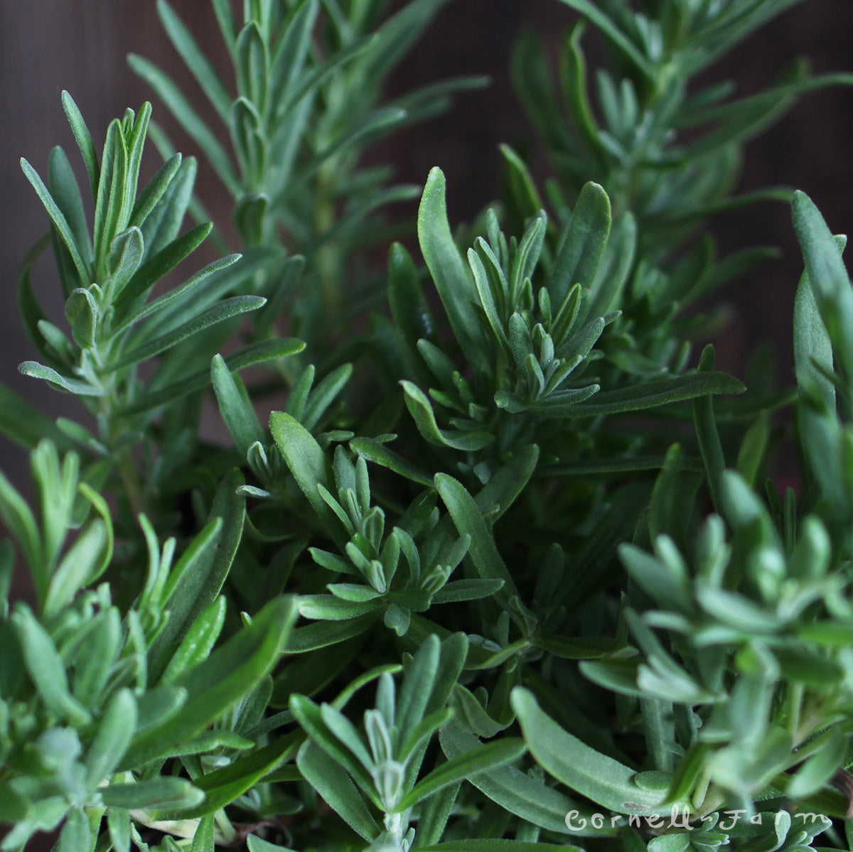 Lavandula a. Thumbelina Leigh 1gal Lavender