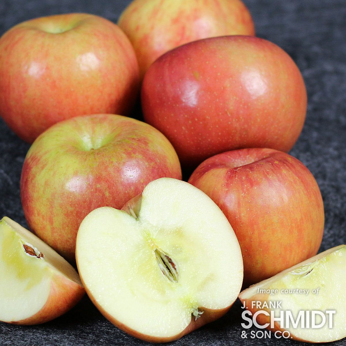 Apple Fuji Espalier 1.251.5in 15gal 3 tier Cornell Farm