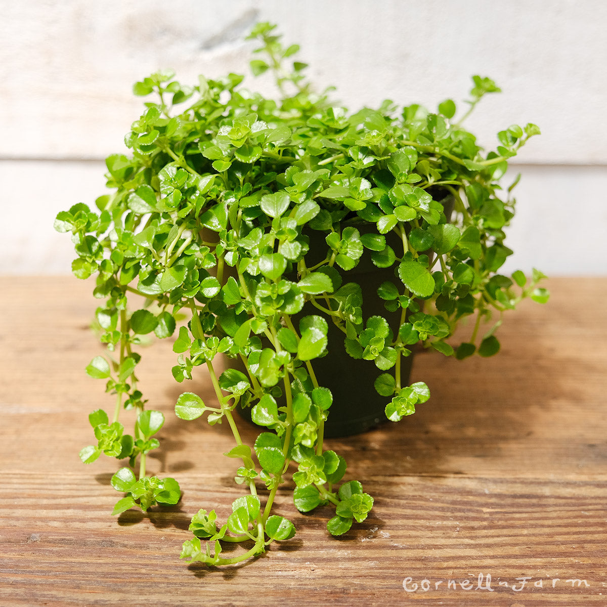 baby tears succulent Pilea depressa 4in Kiereweed Baby Tears