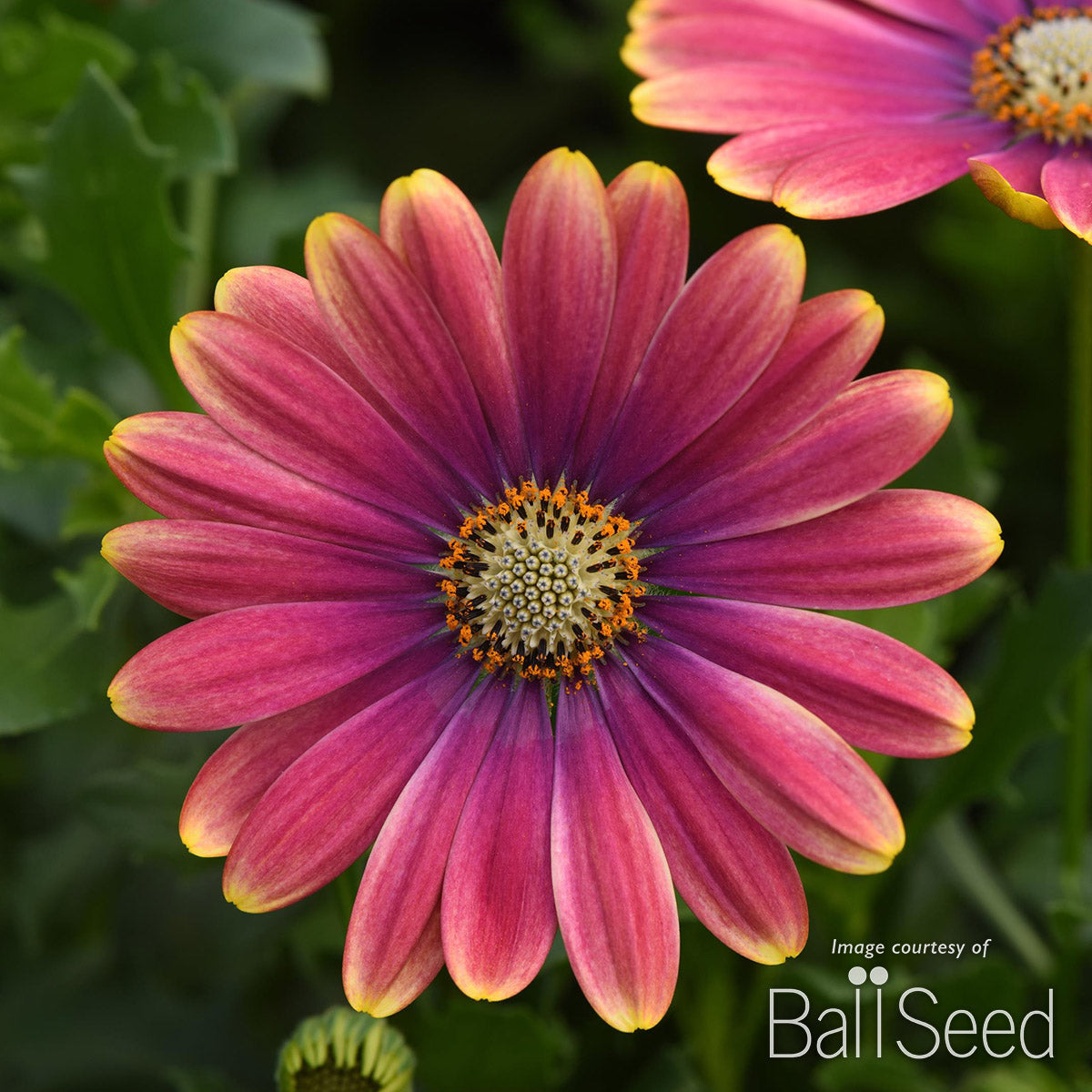 Osteospermum Zion Pink Sun 4.25in CF – Cornell Farm
