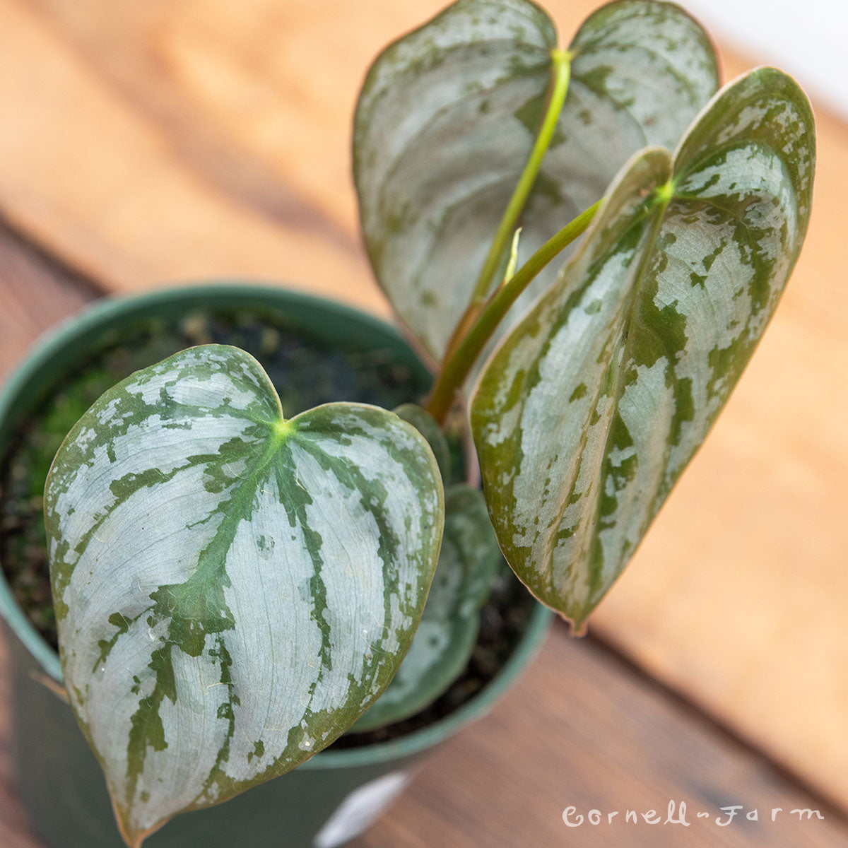 Philodendron brandtianum 4in Silver Leaf