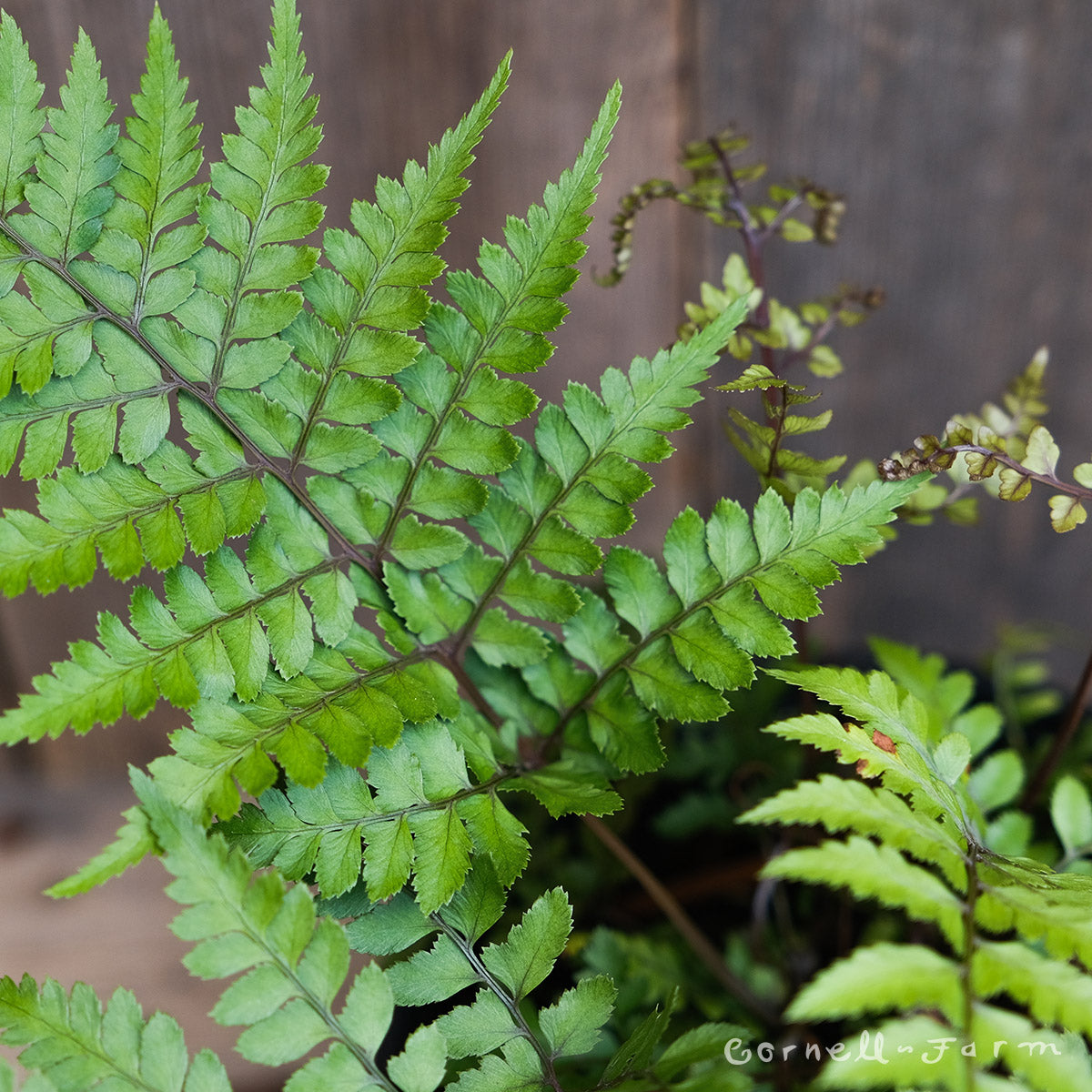 Athyrium otophorum var okanum RGP Okanum Eared Lady Fern