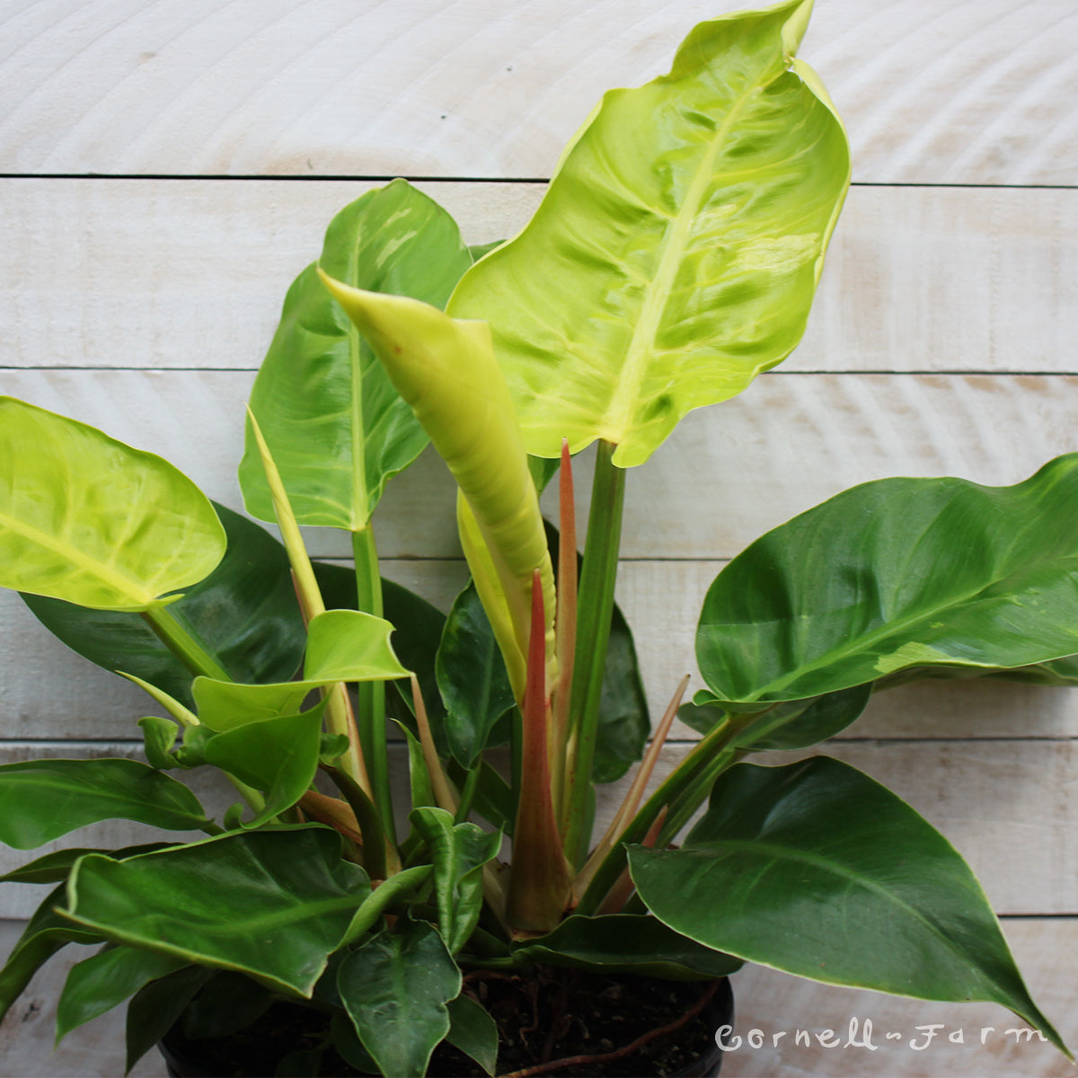 philodendron moonlight Philodendron 6in Moonlight